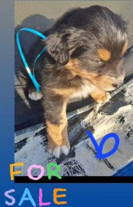 Australian Shepherds for SALE
