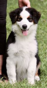 Australian Shepherd puppies for Sale in Caroline County VA