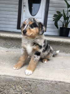 Aussie puppy!
