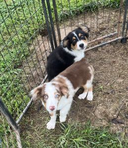 Australian Shepherd Puppies