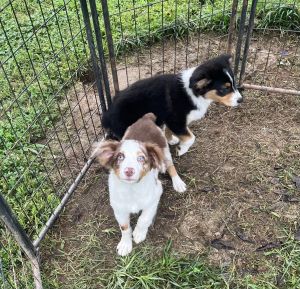Australian Shepherd Puppies