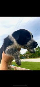 AUSSIE HEELER PUPPIES