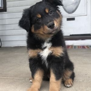 Australian Shepherd Puppy