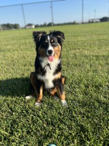 8 month Australian shepherd