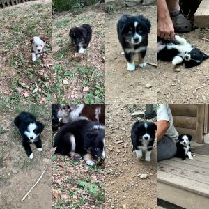 Toy Australian shepherds