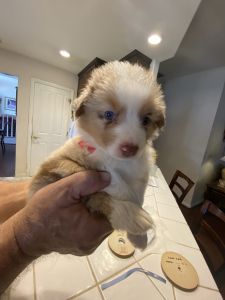 Australian Shepherd Puppies