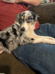 Toy Aussie female