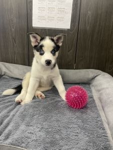 Aussie husky puppy