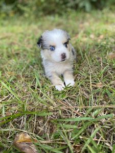 Australian Shepherds