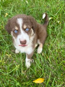 Australian Shepard Husky Mix