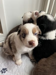 Akc Australian Shepherd