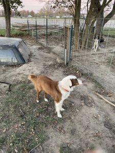 Red & white Australian Sheperd & Border Collie