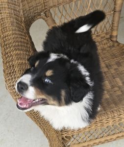 Male Australian Shepherd
