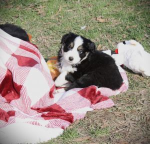 Australian Shepherd Puppies