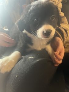 Australian shepherd mini