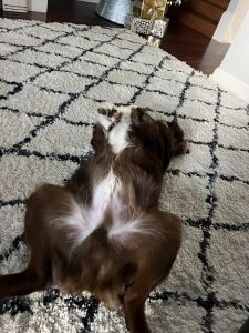 Australian shepherd 26 weeks