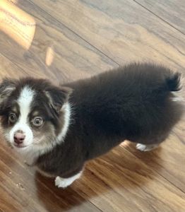 Toy Australian Shepherd, cute and lovable