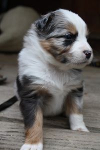 4 week old Australian Shepherds