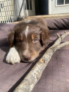 Red tri female Australian shepherd