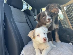 Australian Shepherd puppies