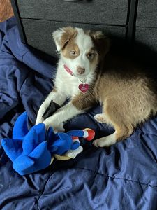 11week female pup for sale