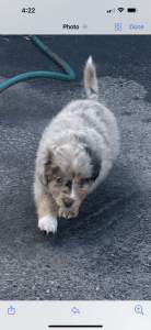 Australian shepherd mini