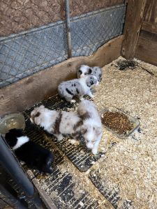 Australian Shepherd puppies