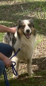 Blue Merle AKC Australian Shepherd