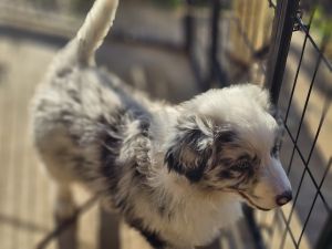 Australian Shepherds