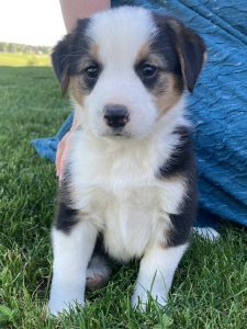 Australian shepherd/ Beagle