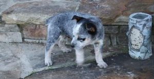 cute Australian Cattle puppies.