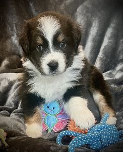 Australian Shepherd Female Puppy AKC purebred