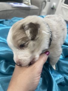 Standard Australian Shepherd_Female Red Merle_black collar