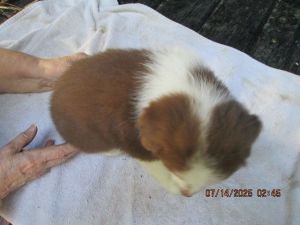 Red and white male austrailan sheperd