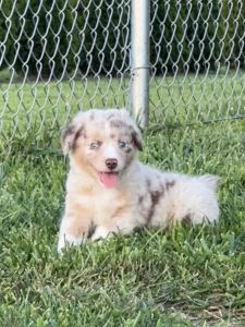 Mini Australian Shepherd