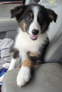 Cola is an Australian Shepard who loves family.
