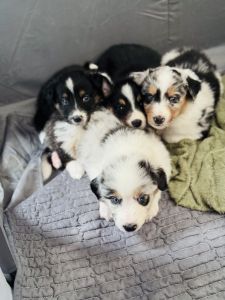Australian shepherds