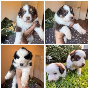 Australian Shepherd merle pups