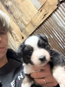 Black Tri Aussie Girl - Taylor