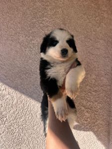 Australian Shepherd puppies