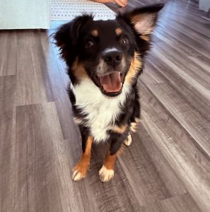 Mini Australian Shepherd