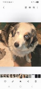 Sophy Blue Merle Aussie