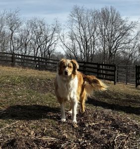 Australian shepherd for sale