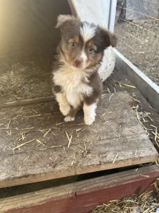 Mini Australian Shepherd