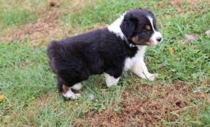 Australian Shepherd Puppies for Sale