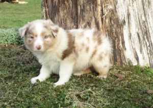 Adorable Australian Shepherd Puppies Ready Now
