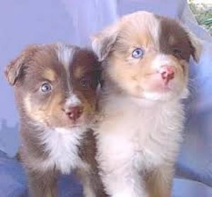Miniature Australian Shepherd female for sale.