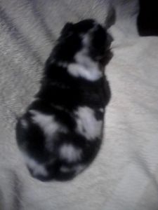 Australian Shepherd puppy