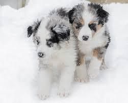 Australian Shepherd Puppies Now ready