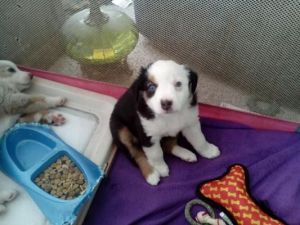 Mini Australian Shepherd puppies
